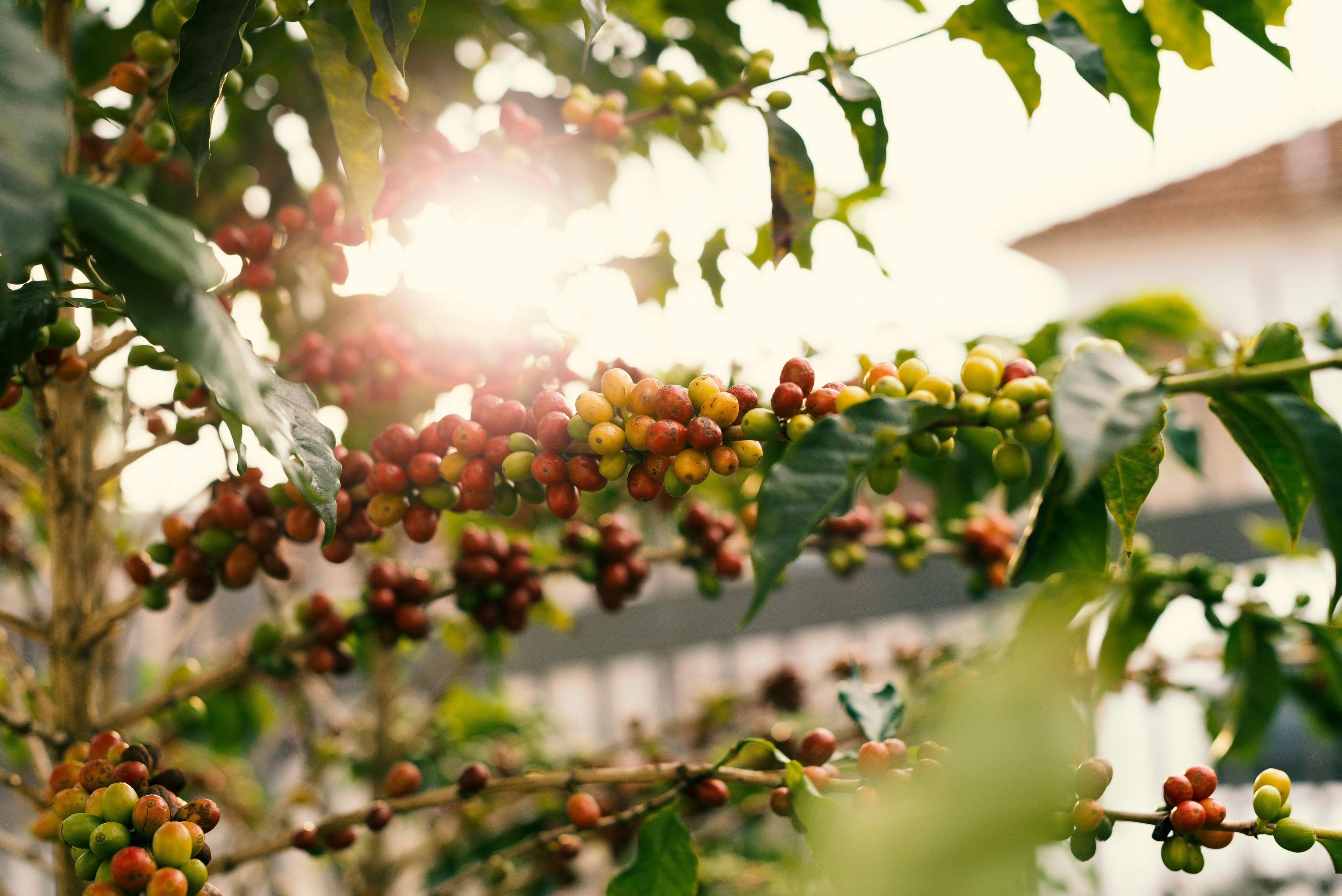 Coffee cherries growing on a branch in warm sunlight.